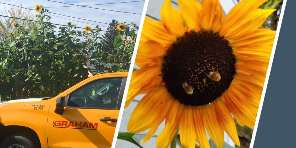 Growing Sunflowers to Save the Bees
