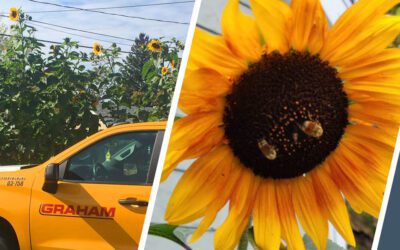 Growing Sunflowers to Save the Bees